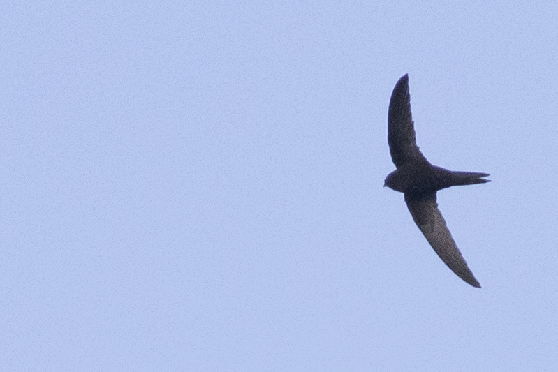 Pallid Swift